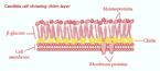 candida cell wall with chitin layer