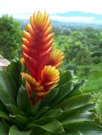 costa rica flowers ... (Click to enlarge)