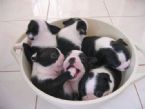 cup of pups