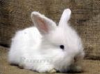 cute white bunny