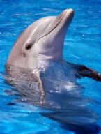 dolphin