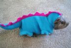 dragon guinea pig ... (Click to enlarge)