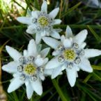 edelweiss leontopodium alpinum