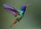 Hummingbird