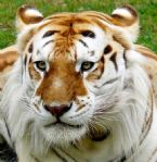 golden tiger