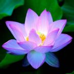 1_lotus