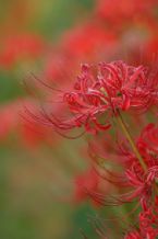 lycoris radiata