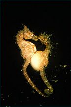 mating sea horses