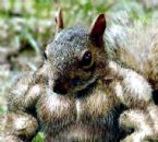 muscle squirrel1