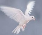 peacedove1