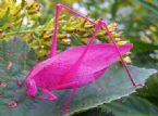 pink katydid