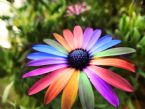 rainbow flower by i is kitty d5l8o1g