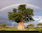 rainbowoverbaobab