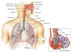 Organization and Functions of the Respiratory System ... (Click to enlarge)