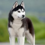 siberian husky dog ... (Click to enlarge)