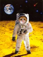 spacecat ... (Click to enlarge)