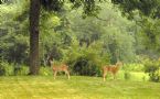 twin fawns on our front lawn