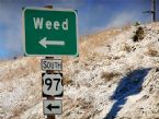 weed sign ... (Click to enlarge)