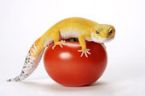 Gecko on tomato