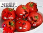 Killer Tomatoes 2 ... (Click to enlarge)