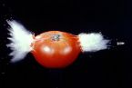 exploding tomato0 ... (Click to enlarge)