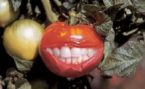 tomato with teeth ... (Click to enlarge)