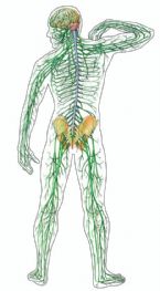 nervoussystem2