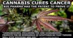 cannabis cures cancer big pharma owns the patent