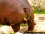 hippo gets explosive diarrhea o