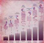 pHstomachchart