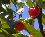 close up cherries