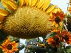 mammoth sunflower