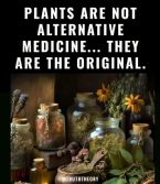 Plants Alternative Medicine ... (Click to enlarge)