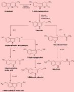 serotonin melatoninsynthesis ... (Click to enlarge)