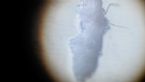 Biting Midge - Embryo with enzymes