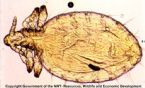 Photomicrograph of a chewing louse