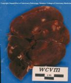 echinococcis multilocularis Cysts in the liver of a muskrat