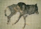 sarcoptic mange wolf