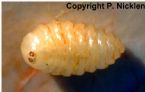 warble fly larvae