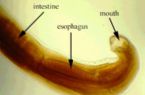 ascaris_lumbricoides