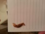 unknown slug and scary symptons. please help me