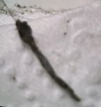 Black Worm With Hair