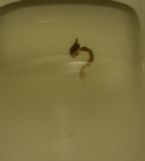 Parasite in toilet