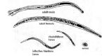 Hookworm stages