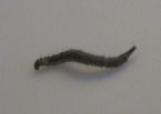 Unknown Bristly Dark worm