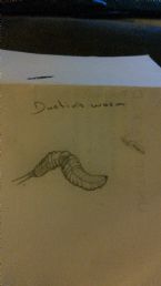 Dustins worms