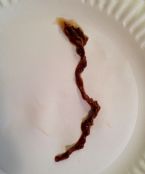 unknown worm