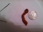 Red worm parasite