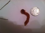 Red worm, underside