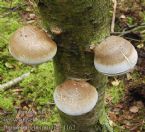 piptoporus betulinus e4162